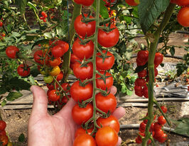 Томат Порпора F1 купить