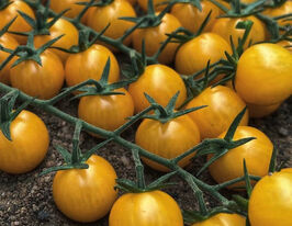 Томат Вицере F1 купить