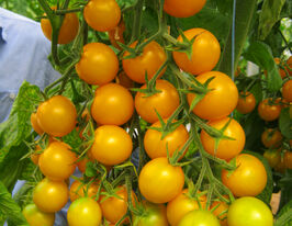 Томат Стар Голд F1 купить