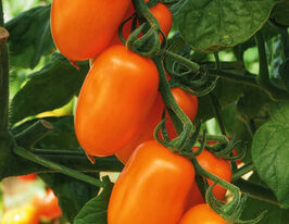 Томат Фантино F1 купить