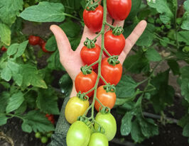 Томат Самори F1 купить