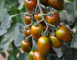 Томат Криспина Плюм F1 купить