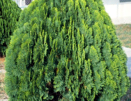 Туя Плоскогілочник східний (Platycladus orientalis)купити