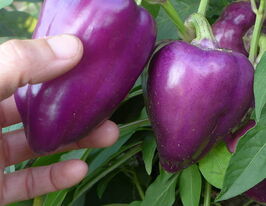 Перець солодкий Одакупити