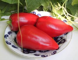 Перець солодкий Поланська Бабуракупити