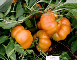 Перець солодкий Золотий Ювілейкупити