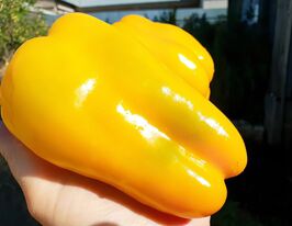 Перець солодкий Біг Мама жовтийкупити