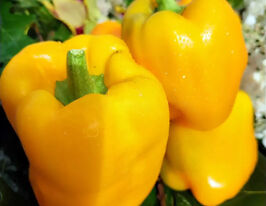 Перець солодкий Вундеркіндкупити