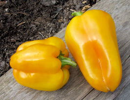 Перець солодкий Каліфорнійське диво золотекупити