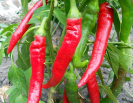 Перець гриль Сигарета Солодкакупити