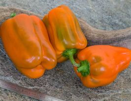 Перець солодкий Ревіякупити