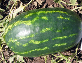 Кавун Роял Маджестіккупити