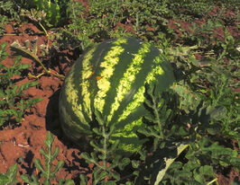 Кавун Тамерланкупити