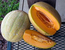 Диня Бест Джамбокупити