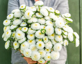 Айстра Баронесса білакупити