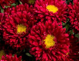 Астра Баронесса красная купить