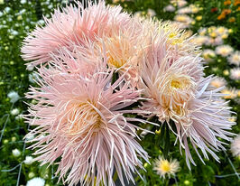 Астра Игольчастая лососевая купить