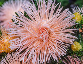 Астра Игольчастая лососевая купить