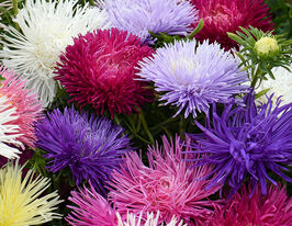 Астра Звездный свет смесь купить