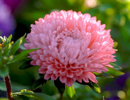 Айстра Карликовий килим лососевакупити