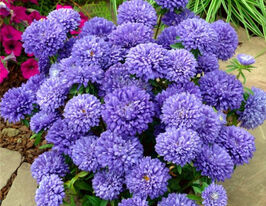 Астра Миледи темно-синяя купить