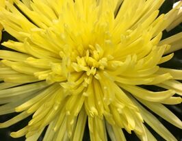 Астра Страусовое перо кремово-желтая купить