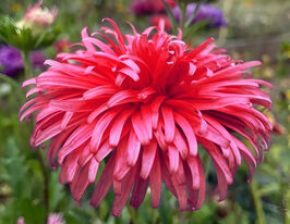 Астра Страусовое перо рубиново-красная купить