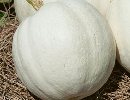 Гарбуз Касперкупити