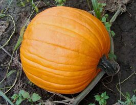 Гарбуз Том Фокскупити