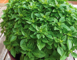 Базилик Грек Греческий купить