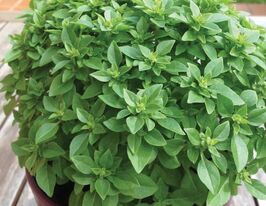 Базилік Грек Грецькийкупити