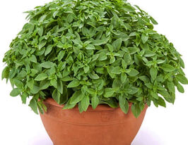 Базилик Палла Компатто купить