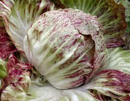 Цикорій салатний строкатий Кьоджакупити