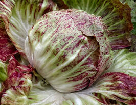 Цикорій салатний строкатий Кьоджакупити