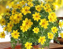 Біденс ферулолистийкупити