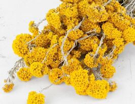 Геліпетрум Сандорфі жовтийкупити