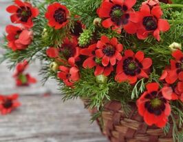 Горицвіт (Адоніс) літній насичено-червонийкупити