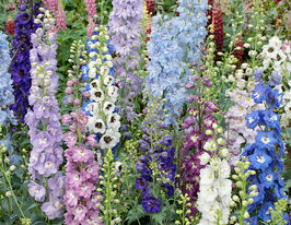 Дельфініум Магічний Фонтан сумішкупити