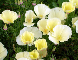 Ешольція білакупити