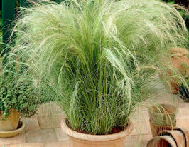 Ковыль Пони Тэйлз купить