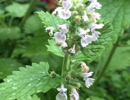 Котяча м'ятакупити