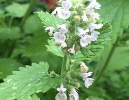 Котяча м'ятакупити