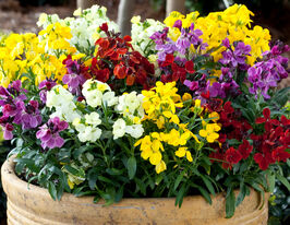 Лакфіоль Париж маркеткупити