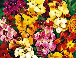 Лакфиоль Париж маркет купить