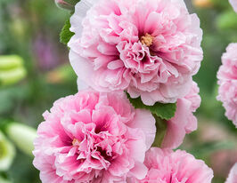 Мальва махрова яблуневий цвіткупити