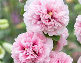 Мальва махровая яблочный цвет купить