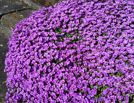 Обрієта королівська синякупити