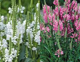 Фізостегія вінгірська сумішкупити