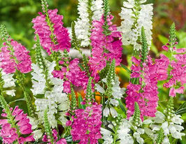 Физостегия вингирская смесь купить