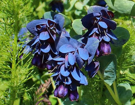 Церінта велика пурпуровакупити